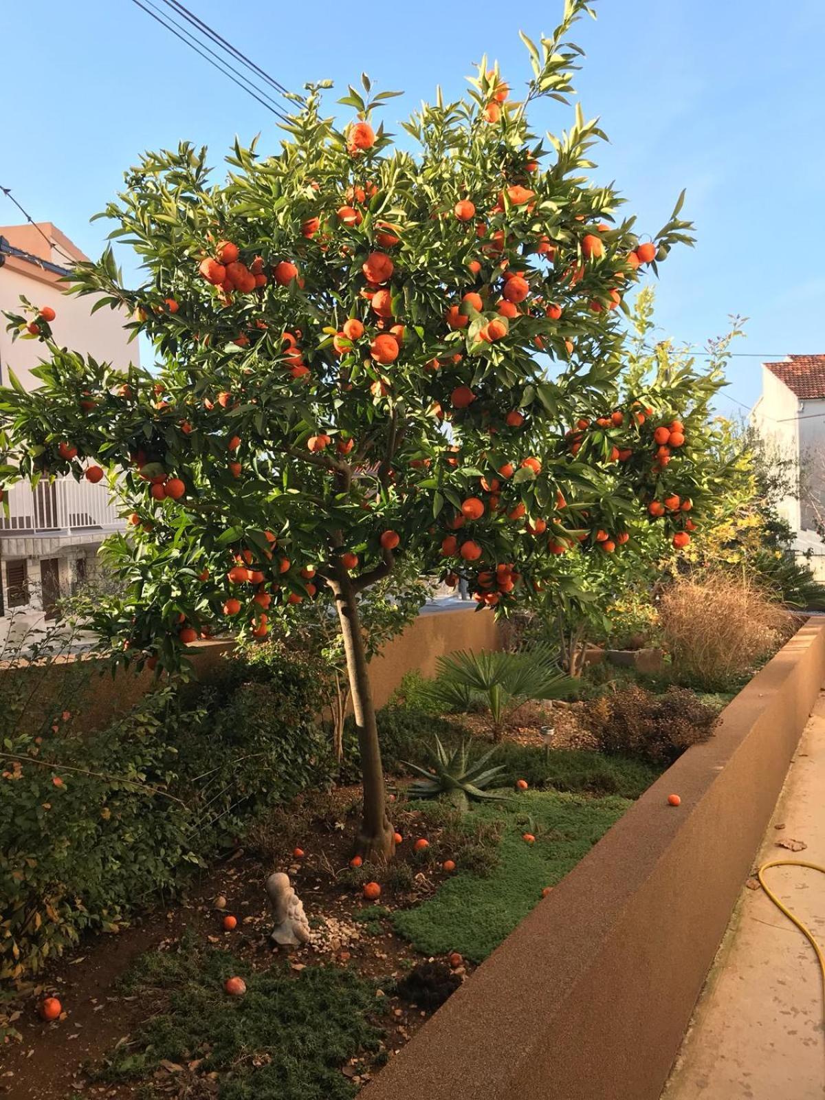 Villa Bozana โตรกีร์ ภายนอก รูปภาพ